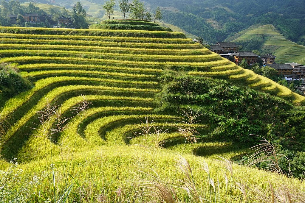 Longji Terraced Fields